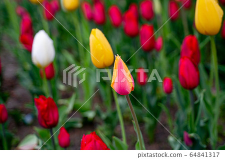Tulip Tulip 64841317