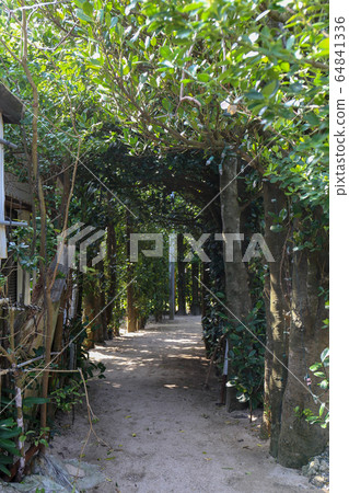 纏繞福木樹（黑暗） 64841336