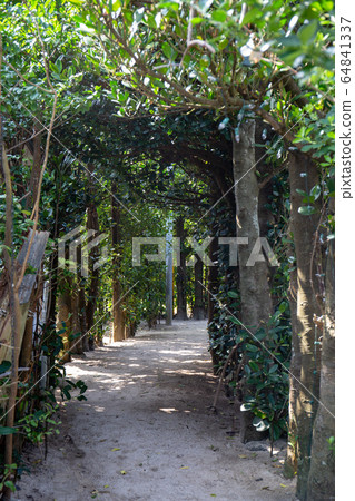 Winding Fukugi Trees (Bright) Winding Fukugi Trees (Bright) 64841337