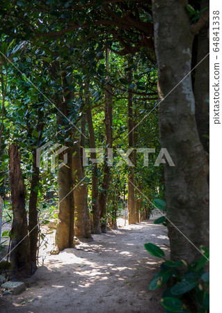 An endless line of Fukugi trees An endless line of Fukugi trees 64841338