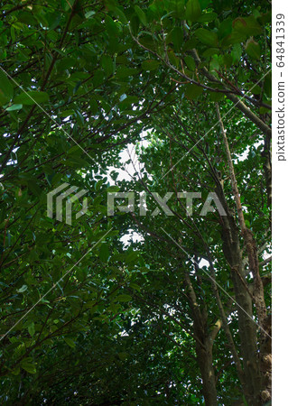 Light that shines through the gaps in Fukugi trees Light that shines through the gaps in Fukugi trees 64841339