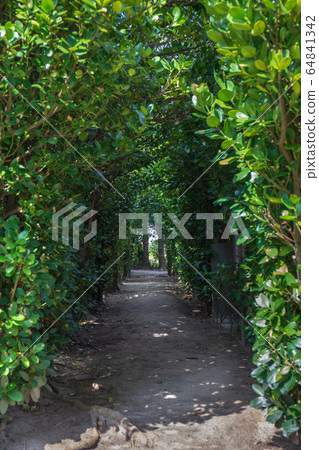A straight tunnel of Fukugi trees (dark) 64841342