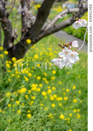Cherry blossoms and rape blossoms blooming along the river in spring [Yukuhashi City, Fukuoka Prefecture] 64841368