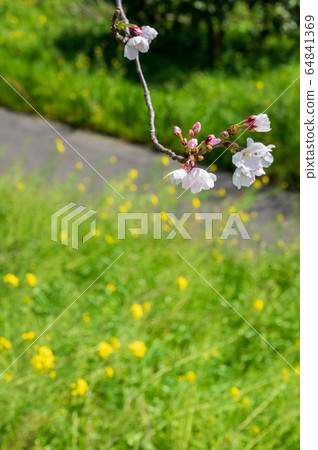 春天在河邊盛開的櫻花和油菜花[福岡縣玉橋市] 64841369