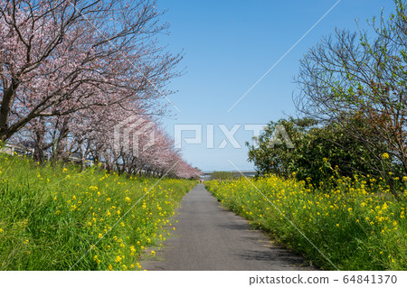 春天在河邊盛開的櫻花和油菜花[福岡縣玉橋市] 64841370
