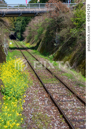 Rape blossoms blooming along the railway in spring [Yukuhashi City, Fukuoka Prefecture] 64841429