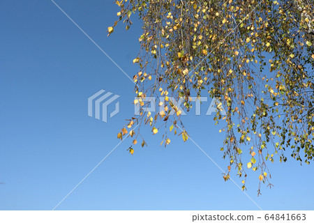 birch against the blue sky autumn. copy space. 64841663
