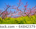 Ichinomiya peach and rape blossoms 64842379
