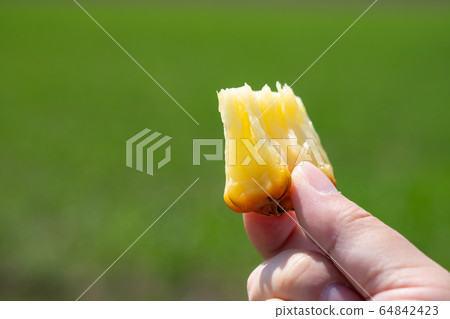 男性綠色與小吃松菠蘿 64842423