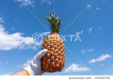 Men's work gloves with snack pine pineapple, blue sky Men's work gloves with snack pine pineapple, blue sky 64842592