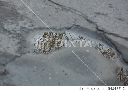 Puddle on the pavement with a reflection of a tree Puddle on the pavement with a reflection of a tree 64842742