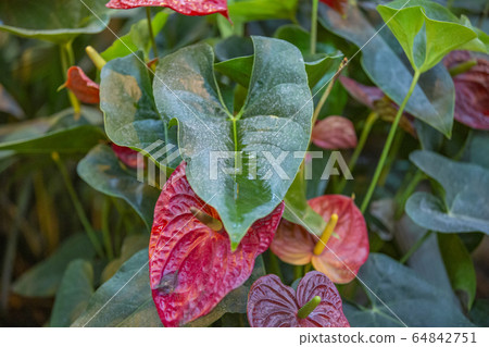 Thick juicy leaf of a large green plant Thick juicy leaf of a large green plant 64842751