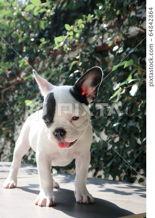 French bulldog or dog , puppy French bulldog or dog , puppy 64842864
