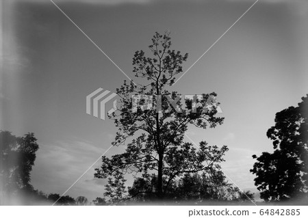 Deciduous tree in the evening 64842885