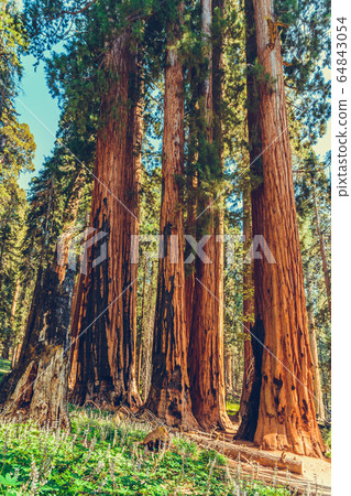 Sequoia National Park in California, USA 64843054