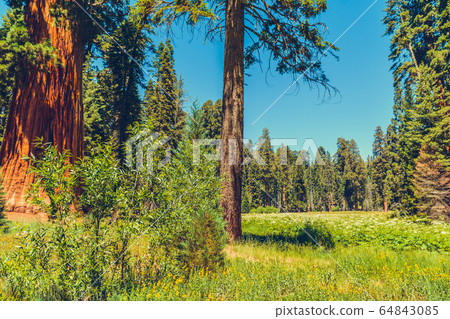 Sequoia National Park in California, USA Sequoia National Park in California, USA 64843085