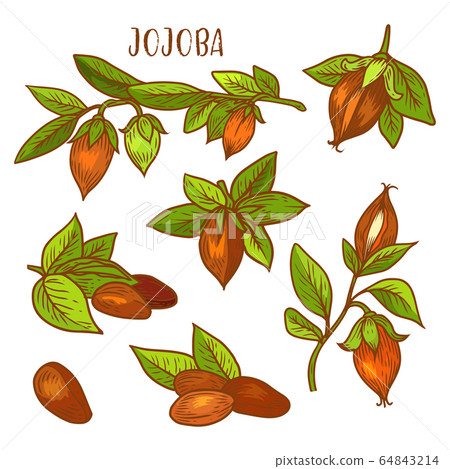 Jojoba sketch plant fruit seeds for jojoba oil 64843214