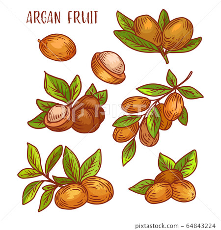 Argan fruits, plant branches sketch icons, vector 64843224