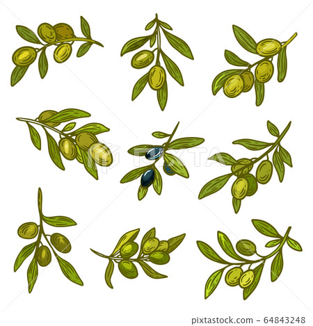 Green and black olives branches, olive oil design 64843248