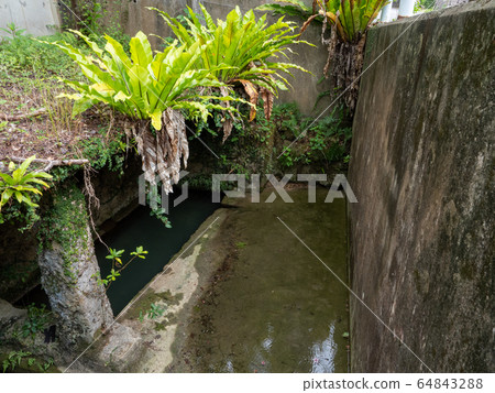 Yadagai Tropical Paradise Okinawa 64843288