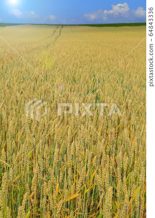 Hokkaido Biei wheat field and blue sky 64843336