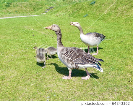 Parent and child of goose 64843362