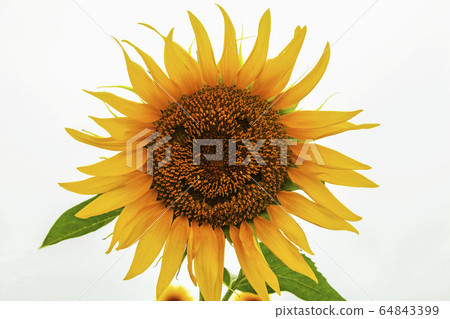 向日葵的臉 向日葵的臉 64843399