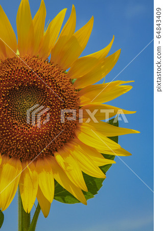 Sunflower and blue sky Sunflower and blue sky 64843409