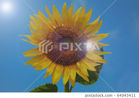 Sunflower and blue sky Sunflower and blue sky 64843411
