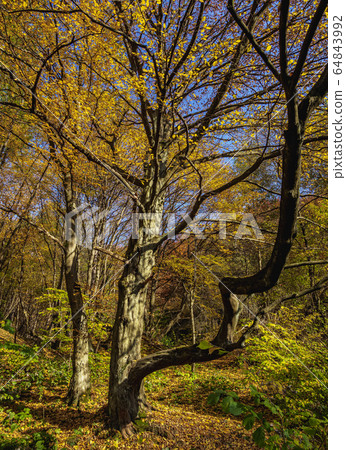 Autumn in Ojcow National Park, Poland 64843992