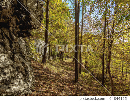 Forest at Polish Jura 64844135