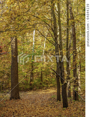 Forest at Polish Jura 64844139