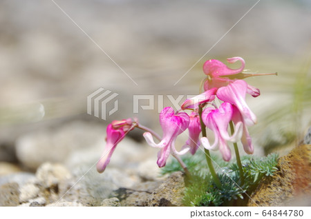 荷包牡丹屬植物在惡劣的環境中開花 64844780