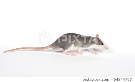 Gray Rat with long tail full length cut out on white Gray Rat with long tail full length cut out on white 64844797