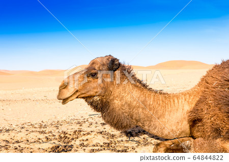 Merzouga in the Sahara Desert in Morocco Merzouga in the Sahara Desert in Morocco 64844822