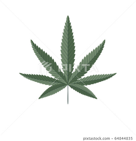 Cannabis green leaf vector illustration Cannabis green leaf vector illustration 64844835