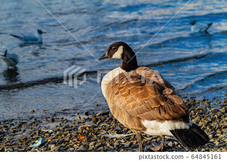 Wilk goose walking around in the Lake Windermere 64845161