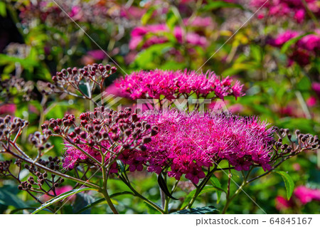 Beautiful nature landscape around Lake Windermere 64845167