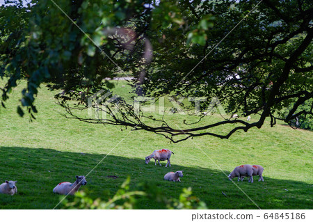 Beautiful nature landscape around Lake Windermere 64845186