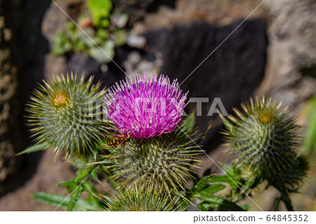 Closeup shot of Milk Thistle blossom 64845352