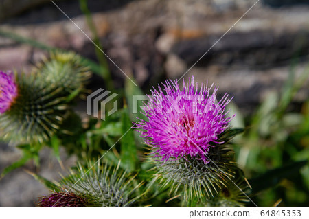 Closeup shot of Milk Thistle blossom 64845353