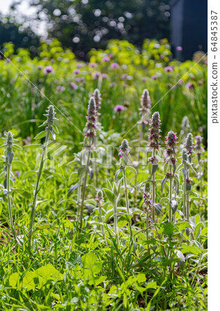 Closeup shot of woolly hedgenettle blossom 64845387