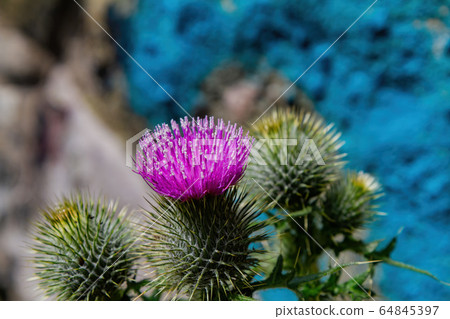Closeup shot of Milk Thistle blossom Closeup shot of Milk Thistle blossom 64845397