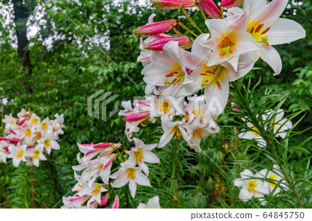 Close up shot of some lily flower blossom in the 64845750