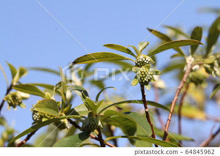 Mitsumata的芽 64845962