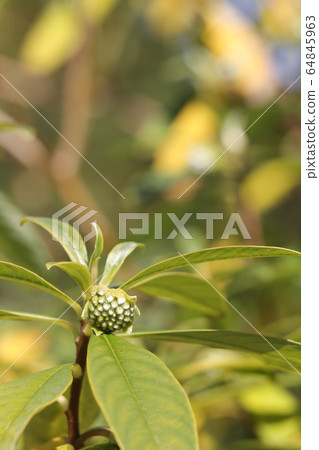 Mitsumata的芽 64845963