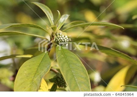 Buds of Mitsumata 64845964