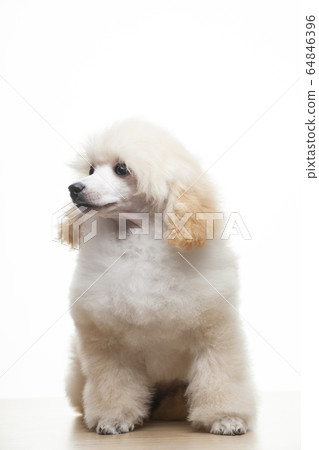 image of dog white background image of dog white background 64846396