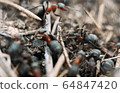 Ant army and society, teamwork. Red ant Formica rufa moving in anthill, social insects, labour division. Marco, many insects as ant background. 64847420