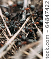 Ant army and society, teamwork. Red ant Formica rufa moving in anthill, social insects, labour division. Marco, many insects as ant background. 64847422